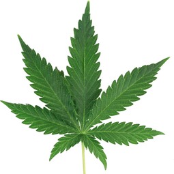 Feuille de cannabis